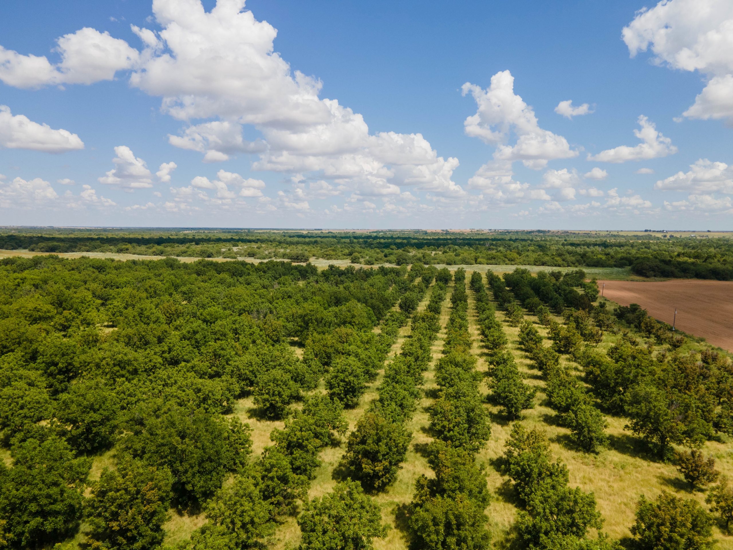 Orchard, TX artificial turf projects